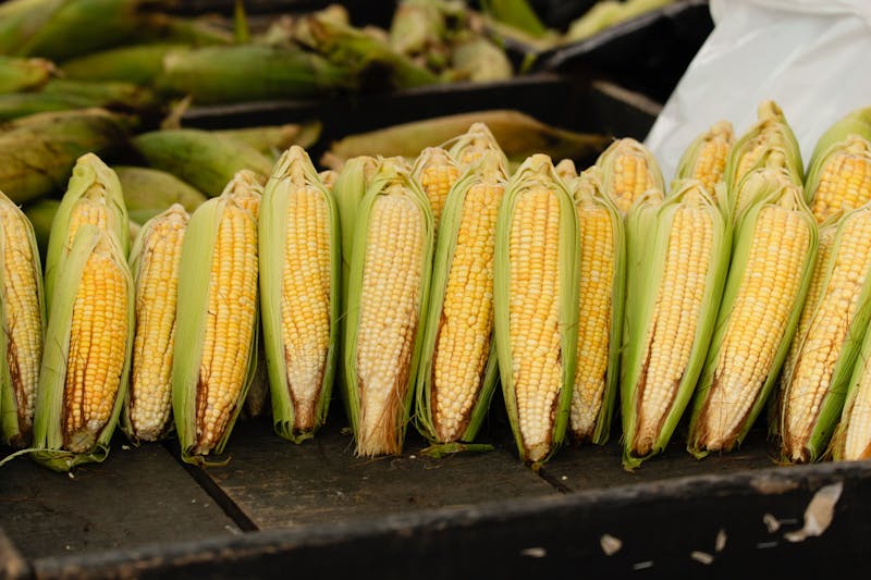 how-to-grill-corn-on-the-cob-in-husk